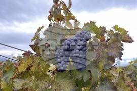 Винен тур в Долината на Струма