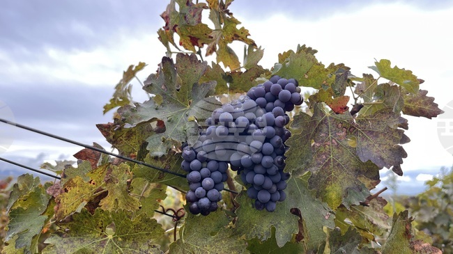 Две интервенции за инвестиции в лозаро-винарския сектор са отворени за кандидатстване от утре до 15 февруари