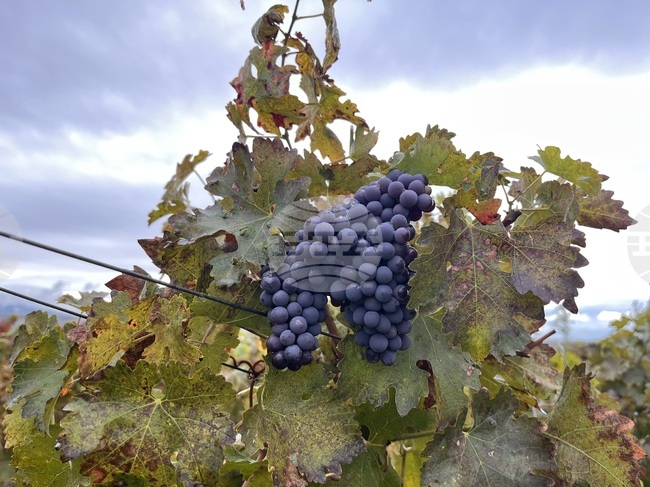 Две интервенции за инвестиции в лозаро-винарския сектор са отворени за кандидатстване от утре до 15 февруари