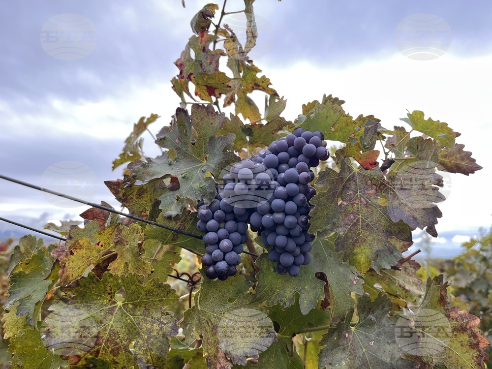 Винен тур в Долината на Струма