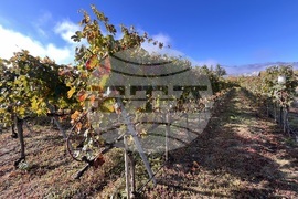 Винен тур в Долината на Струма