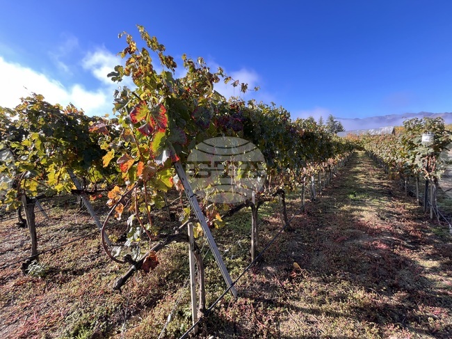 Прием по интервенциите „Информиране в държави членки“ и „Популяризиране в трети държави“ в лозаро-винарския сектор е отворен до 15 декември