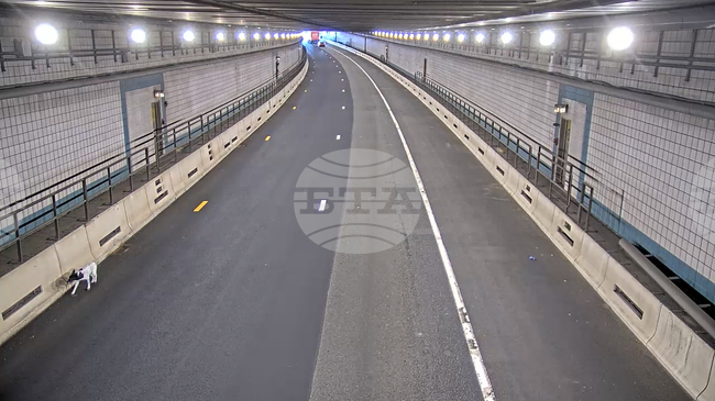 Dog Rescued Boston Tunnel