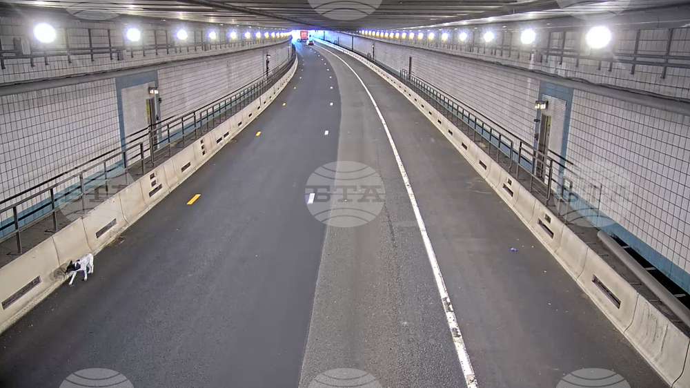 Dog Rescued Boston Tunnel