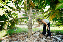 Hawaii Invasive Beetles