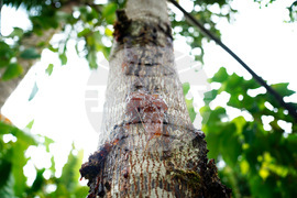 Hawaii Invasive Beetles