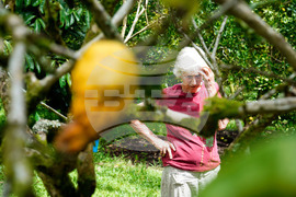 Hawaii Invasive Beetles