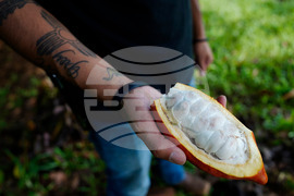 Hawaii Invasive Beetles