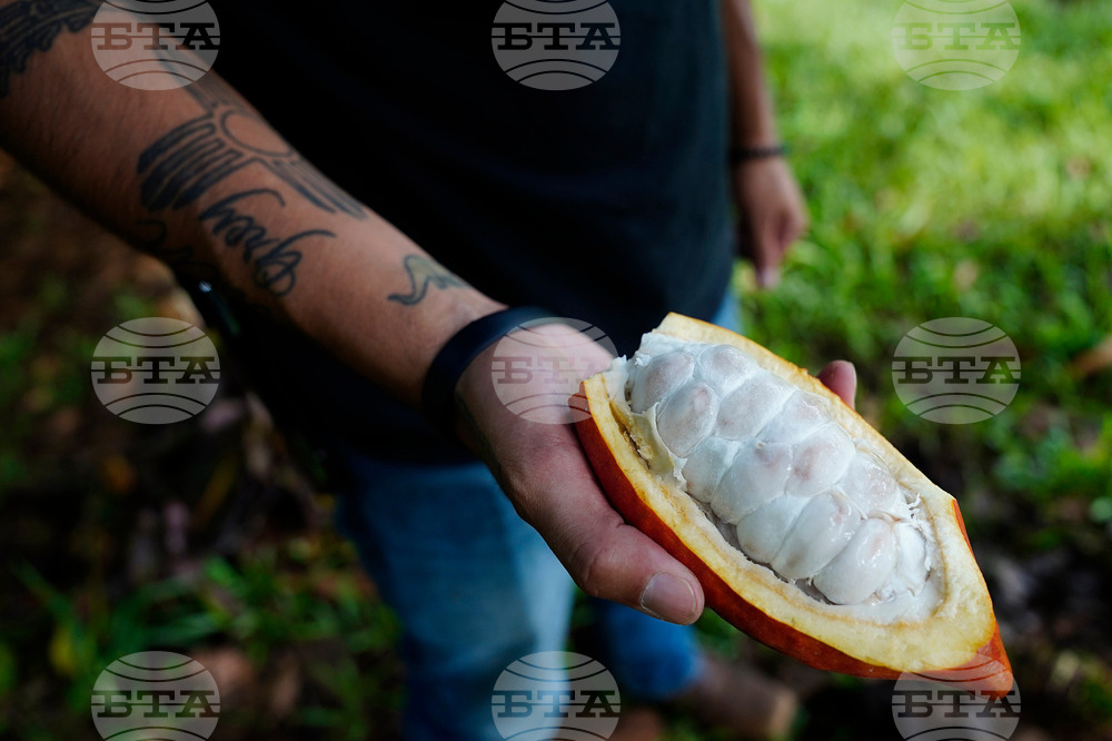 Hawaii Invasive Beetles