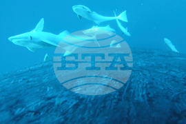 Australia Fish Riding Whale