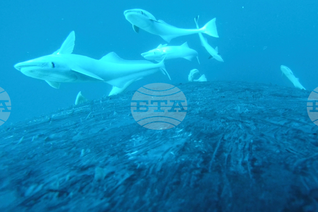 Australia Fish Riding Whale