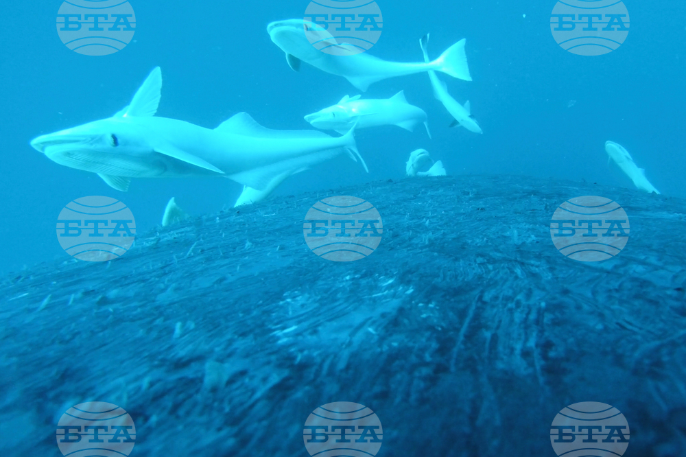 Australia Fish Riding Whale