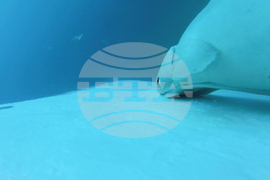 Australia Fish Riding Whale