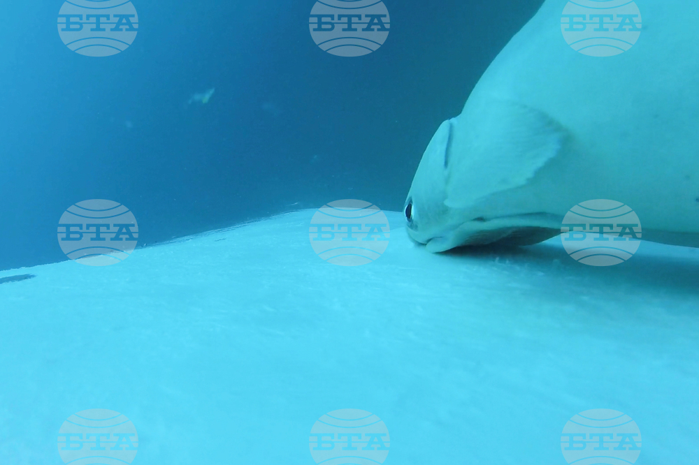 Australia Fish Riding Whale