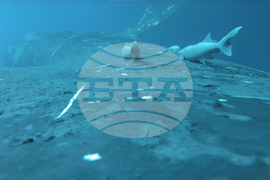 Australia Fish Riding Whale