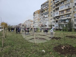 Враца - засаждане на дървета