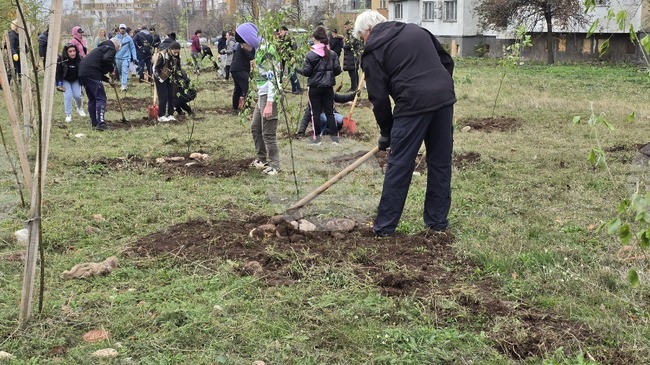 Във Враца бяха засадени над 500 дървета в пет квартала 