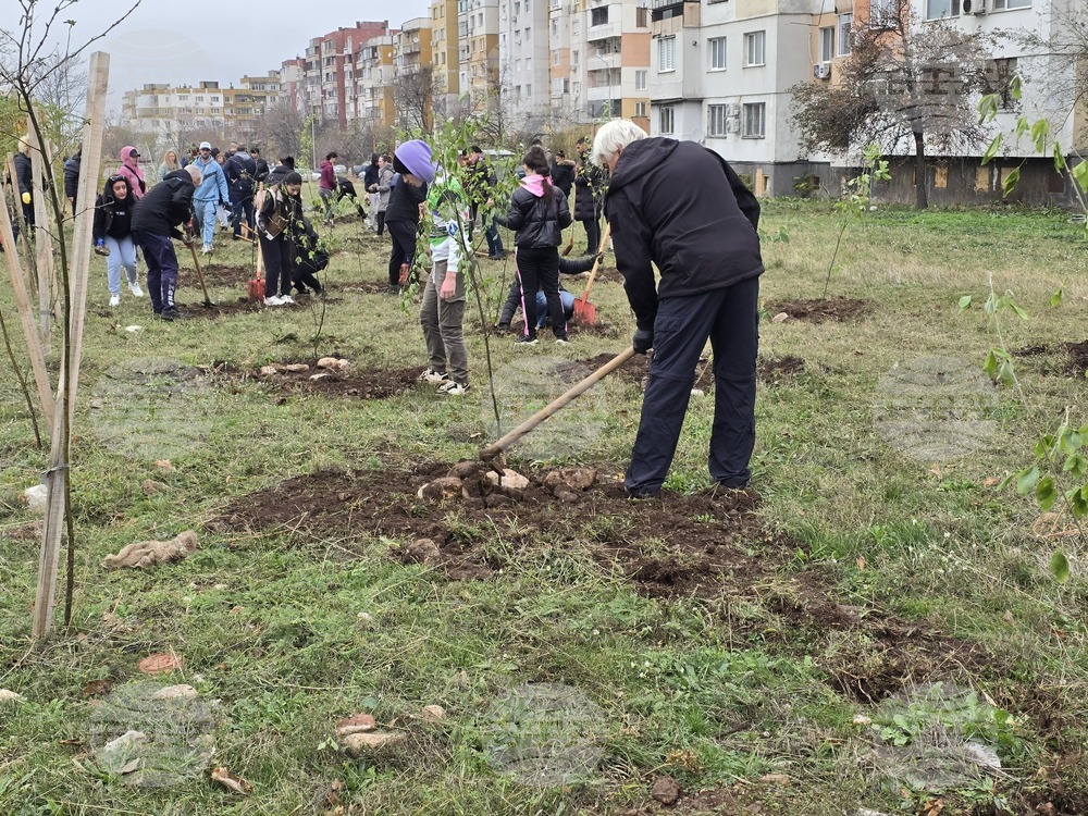 Във Враца бяха засадени над 500 дървета в пет квартала 