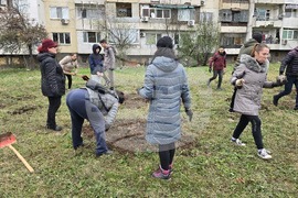 Враца - засаждане на дървета