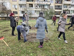Враца - засаждане на дървета