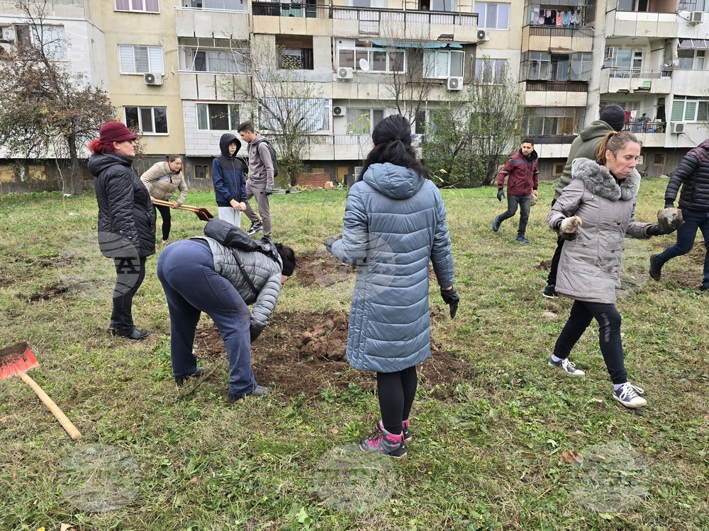 Враца - засаждане на дървета