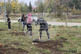 Враца - засаждане на дървета