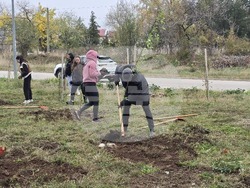 Враца - засаждане на дървета