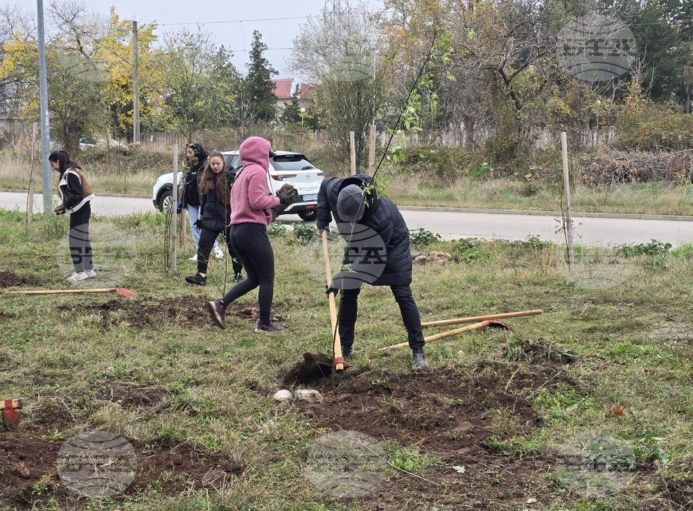Враца - засаждане на дървета