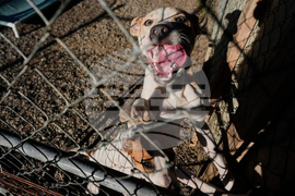 Government Shutdown Food Aid Pets