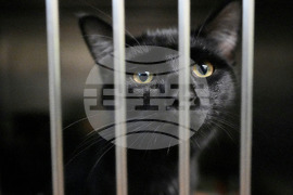 Government Shutdown Food Aid Pets