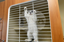 Government Shutdown Food Aid Pets