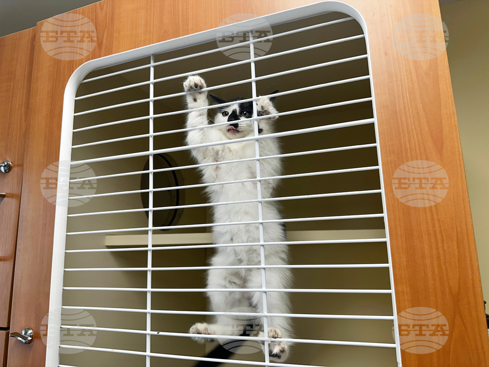 Government Shutdown Food Aid Pets