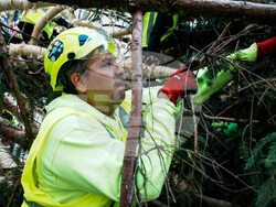 Rockefeller Center Christmas Tree