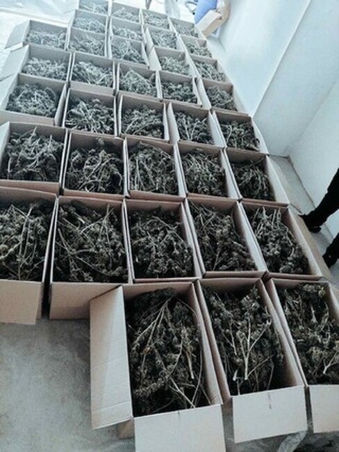 Столични полицаи иззеха около 150 килограма марихуана, задържани са двама души, съобщиха от СДВР 