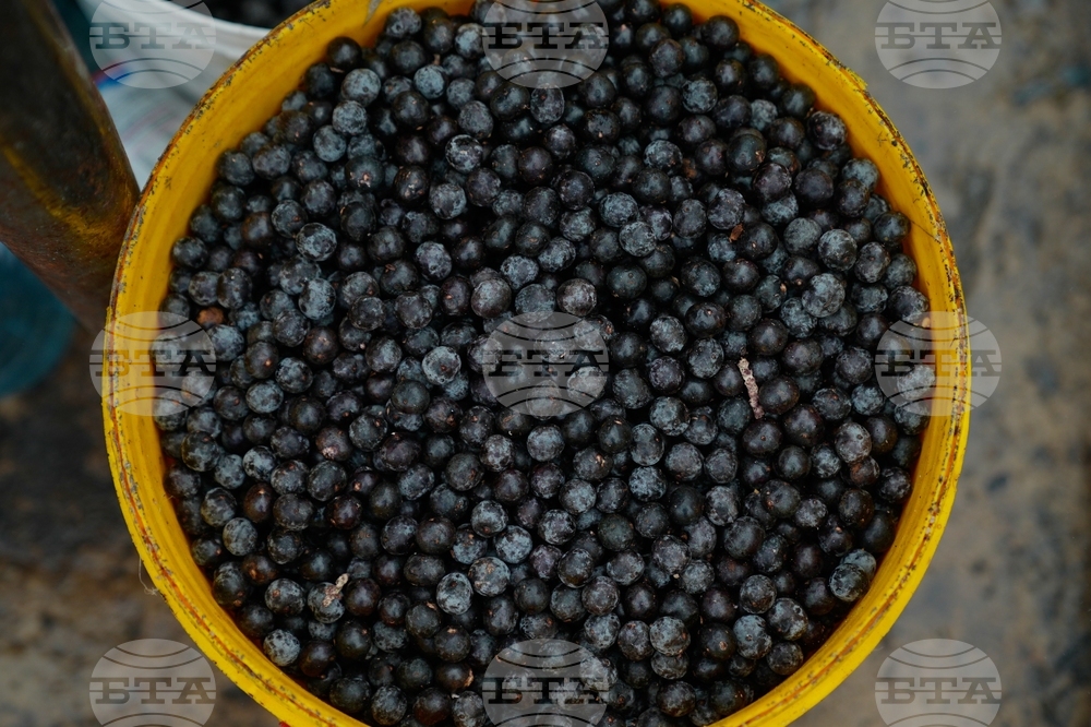 COP30 Climate Summit