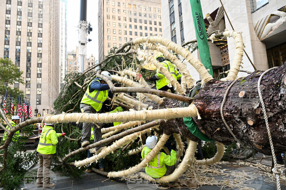 2025 Rockefeller Center Christmas Tree Arrival