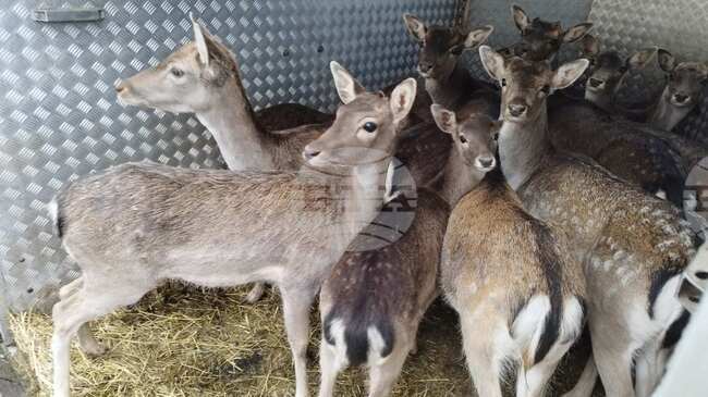 Ловно-рибарската дружина в луковитското село Дерманци е разселила 15 елена