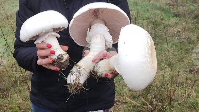 Първо да се опознаят добре отровните гъби, защото са много по-малко видове, съветва любител-гъбар от Търговище