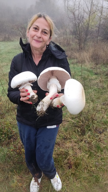 Първо да се опознаят добре отровните гъби, защото са много по-малко видове, съветва любител-гъбар от Търговище