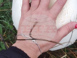 Търговище - гъби - сезон