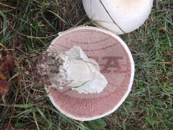 Търговище - гъби - сезон