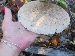 Търговище - гъби - сезон