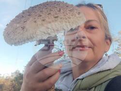 Търговище - гъби - сезон