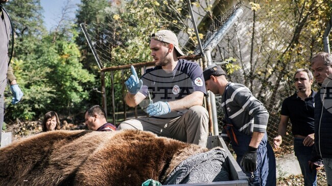 Процедури, свързани с контрол на размножаването, са извършени на двете мъжки мечки в зоопарка в Благоевград