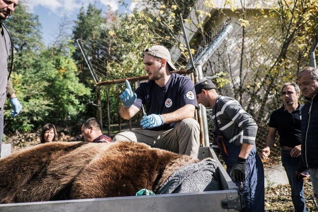 Процедури, свързани с контрол на размножаването, са извършени на двете мъжки мечки в зоопарка в Благоевград