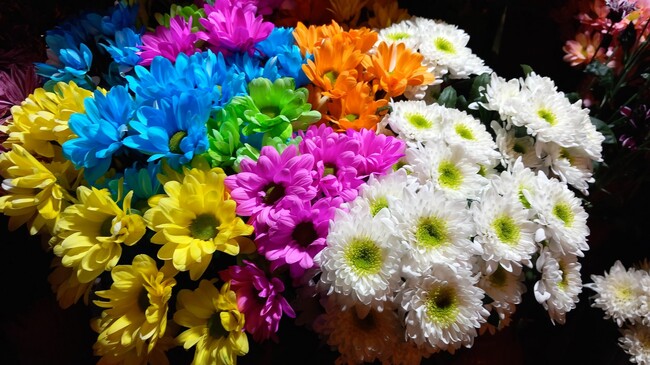 Община Стара Загора: В Стара Загора празнуват над 2200 именници в Деня на Свети Мина