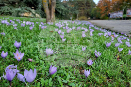 Варна - минзухари