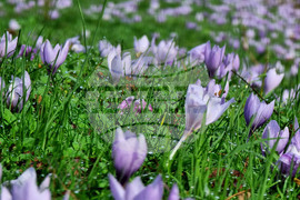 Варна - минзухари