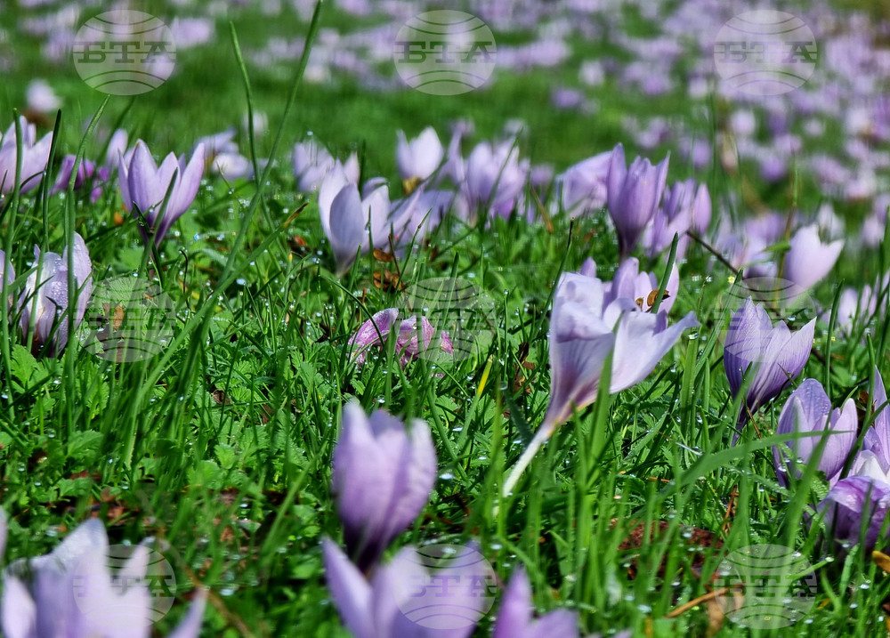 Варна - минзухари