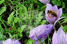 Варна - минзухари